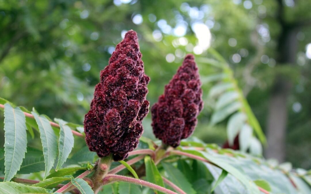 Sumac Spice: A Delicious and Nutritious Spice for Your Kitchen