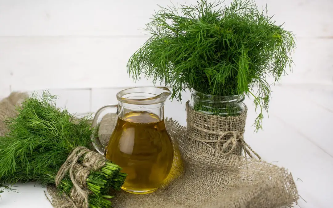 Dill Weed: A Versatile Herb for Cooking and Health Benefits