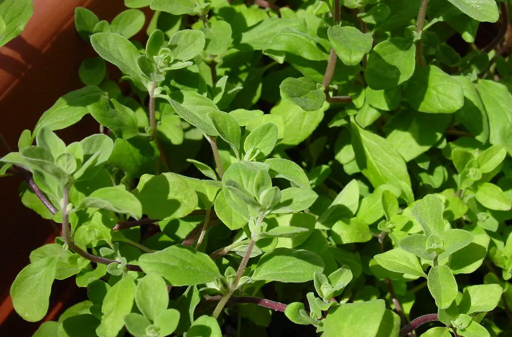 Marjoram Spice: A Delicious and Versatile Herb for Your Kitchen