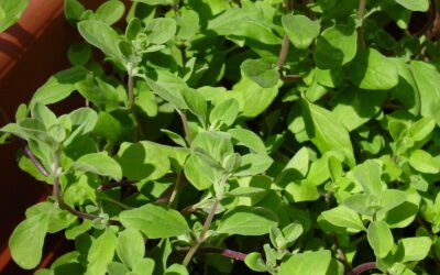 Marjoram Spice: A Delicious and Versatile Herb for Your Kitchen