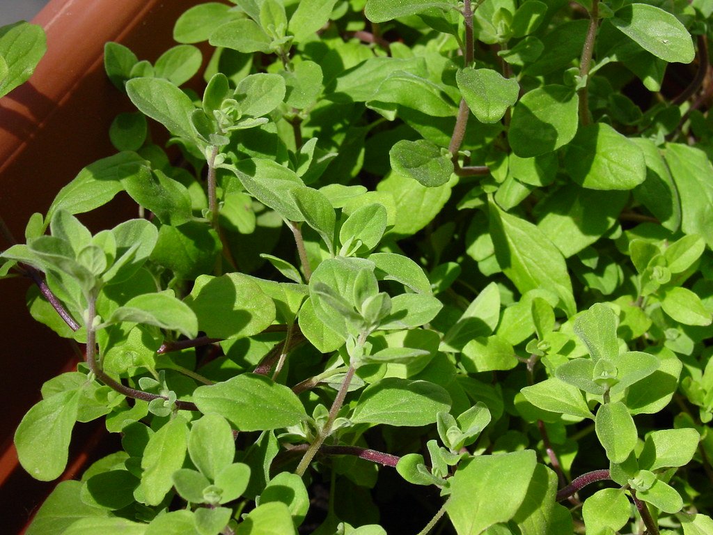Marjoram Spice A Delicious and Versatile Herb for Your Kitchen