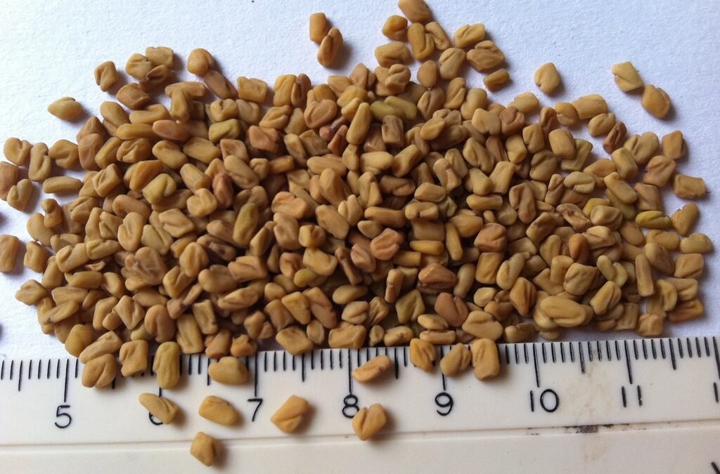 Fenugreek Spice: A Flavorful Addition to Your Kitchen