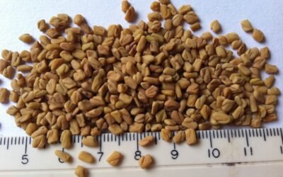 Fenugreek Spice: A Flavorful Addition to Your Kitchen