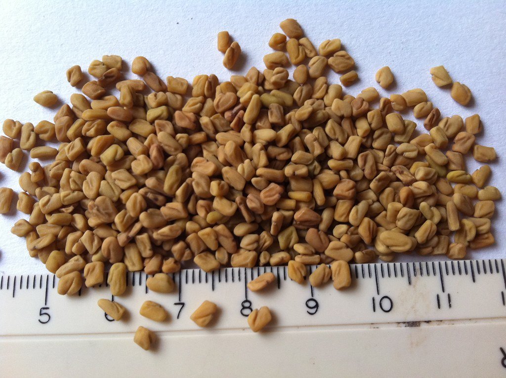 Fenugreek spice