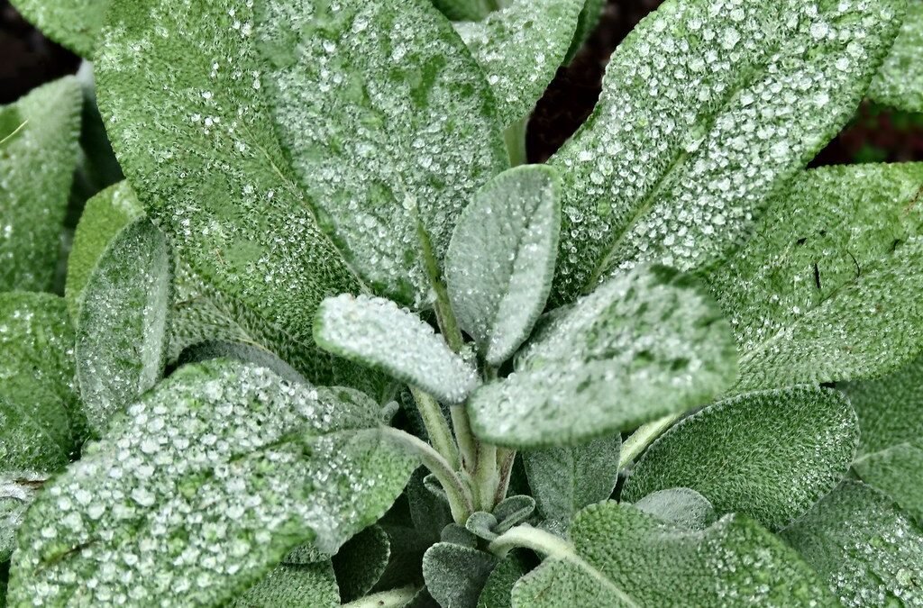Sage Herb: Benefits, Uses, and How to Grow