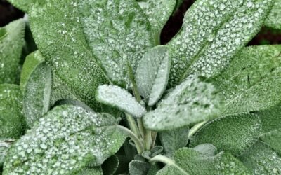 Sage Herb: Benefits, Uses, and How to Grow