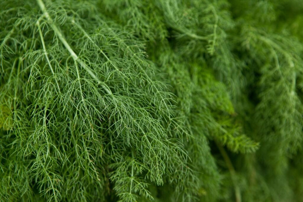 dill weed