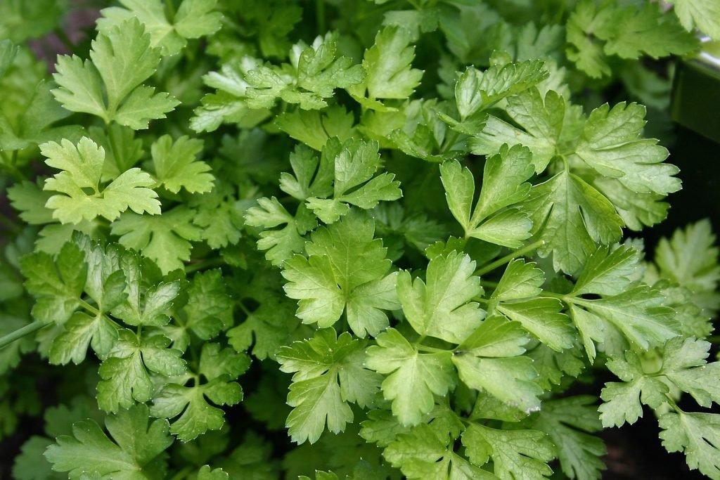 garden, vegetables, green