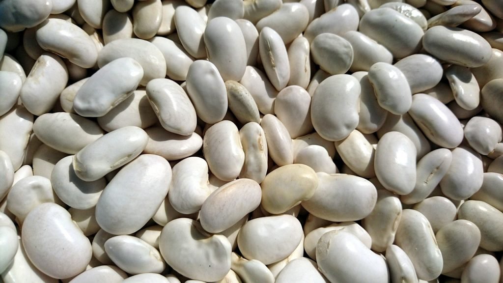beans, health, harvest