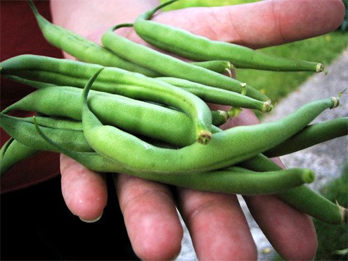 green beans